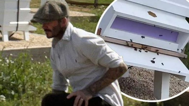 David Beckham i rikthehet pasionit të tij, bletarisë në fshat (FOTO)